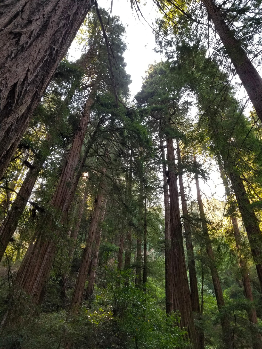 Redwood forests
