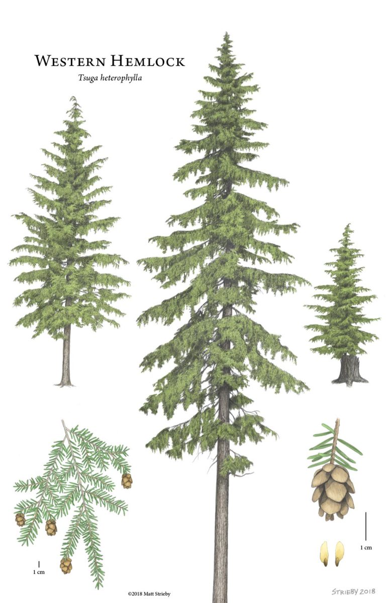 Introducing vertical grain WESTERN HEMLOCK: a well designed, economical ...