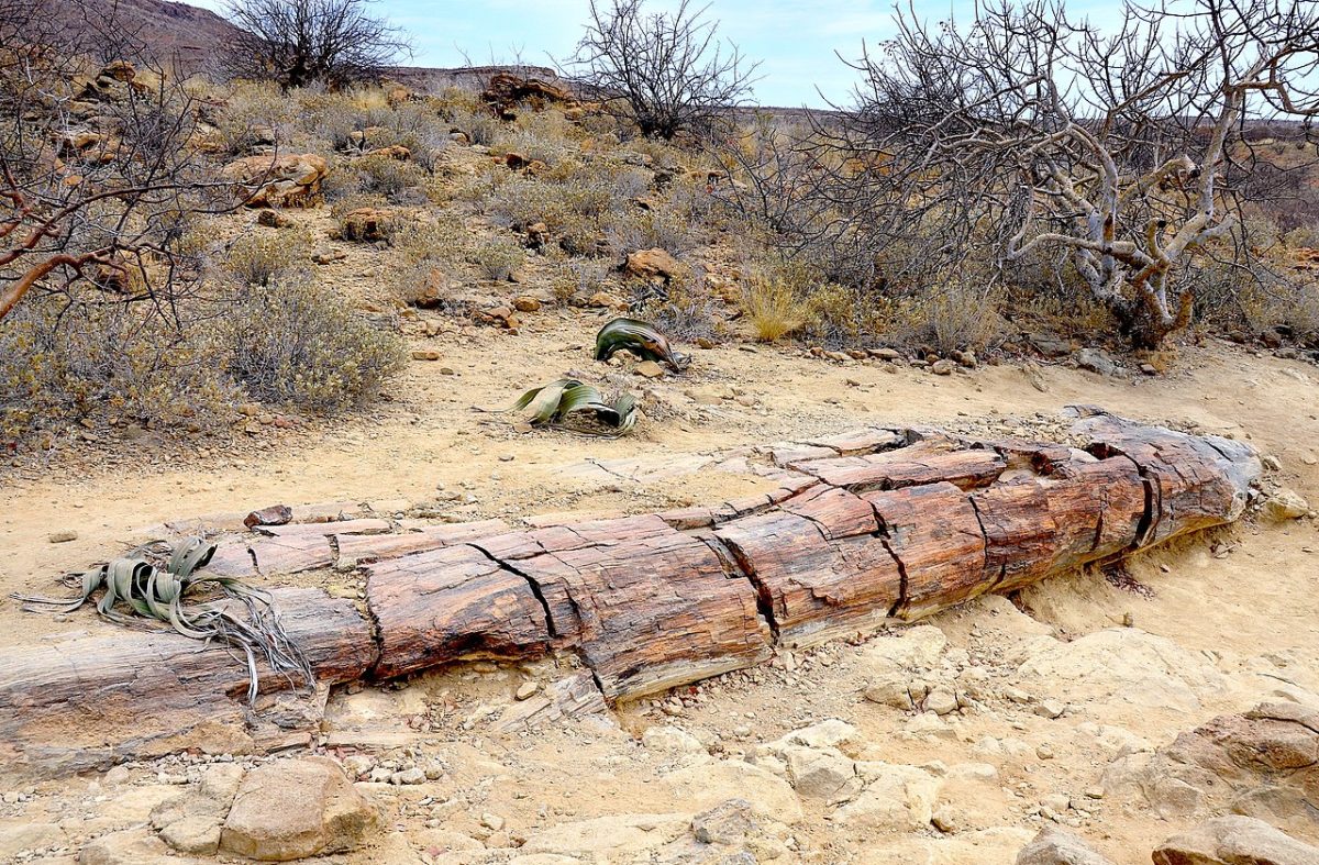 Petrified_tree_trunk_and_Welwitschia_Namibia