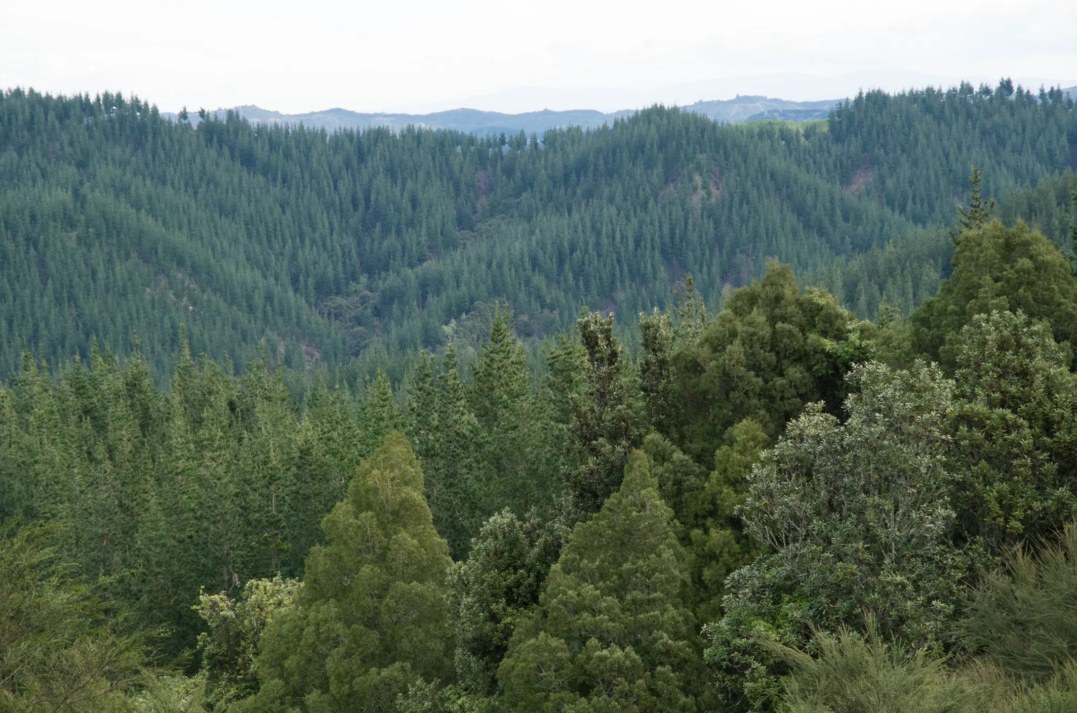 New Zealand Native Forest and plantation pine forest