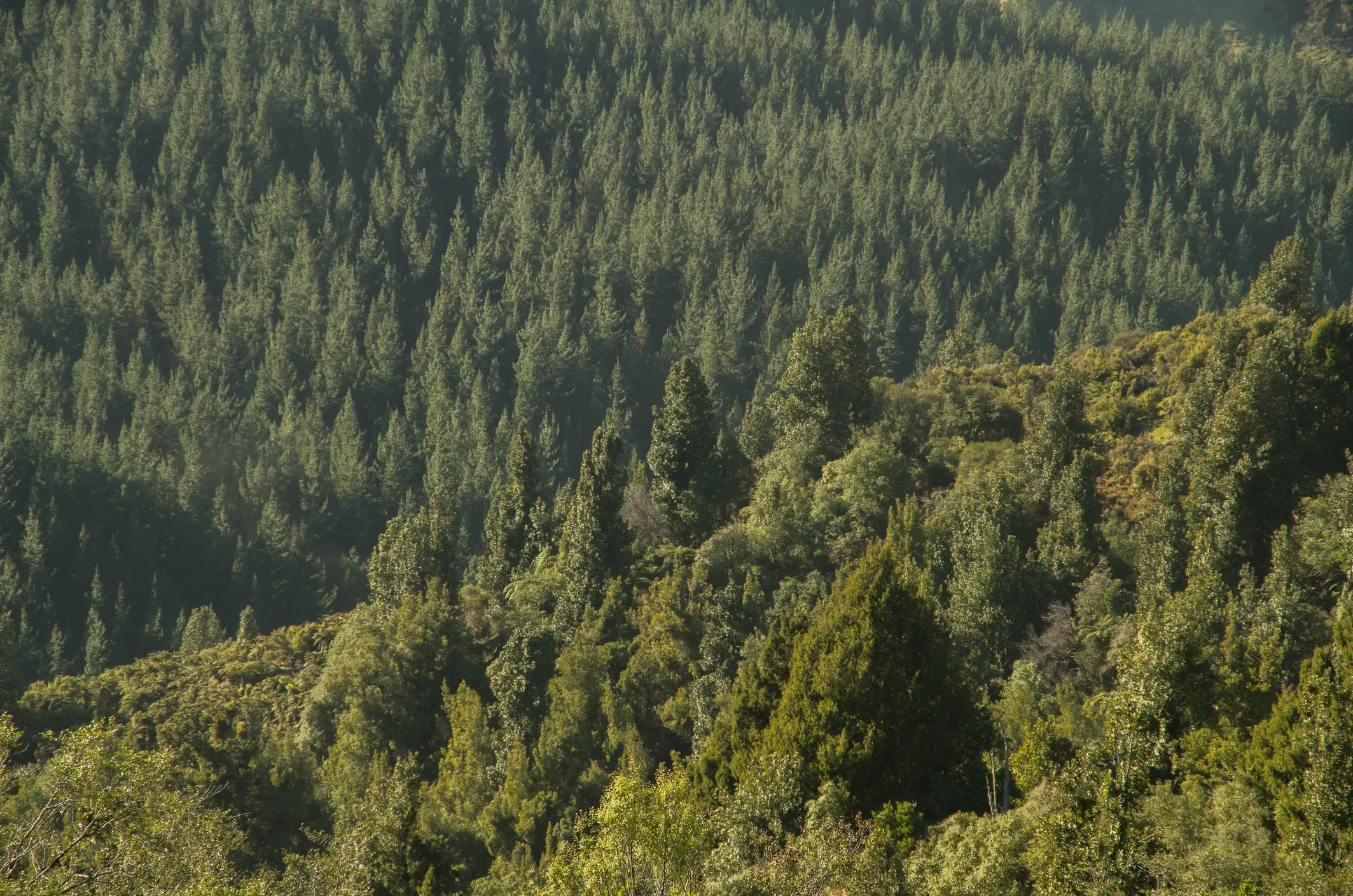 New Zealand Native Forest_3