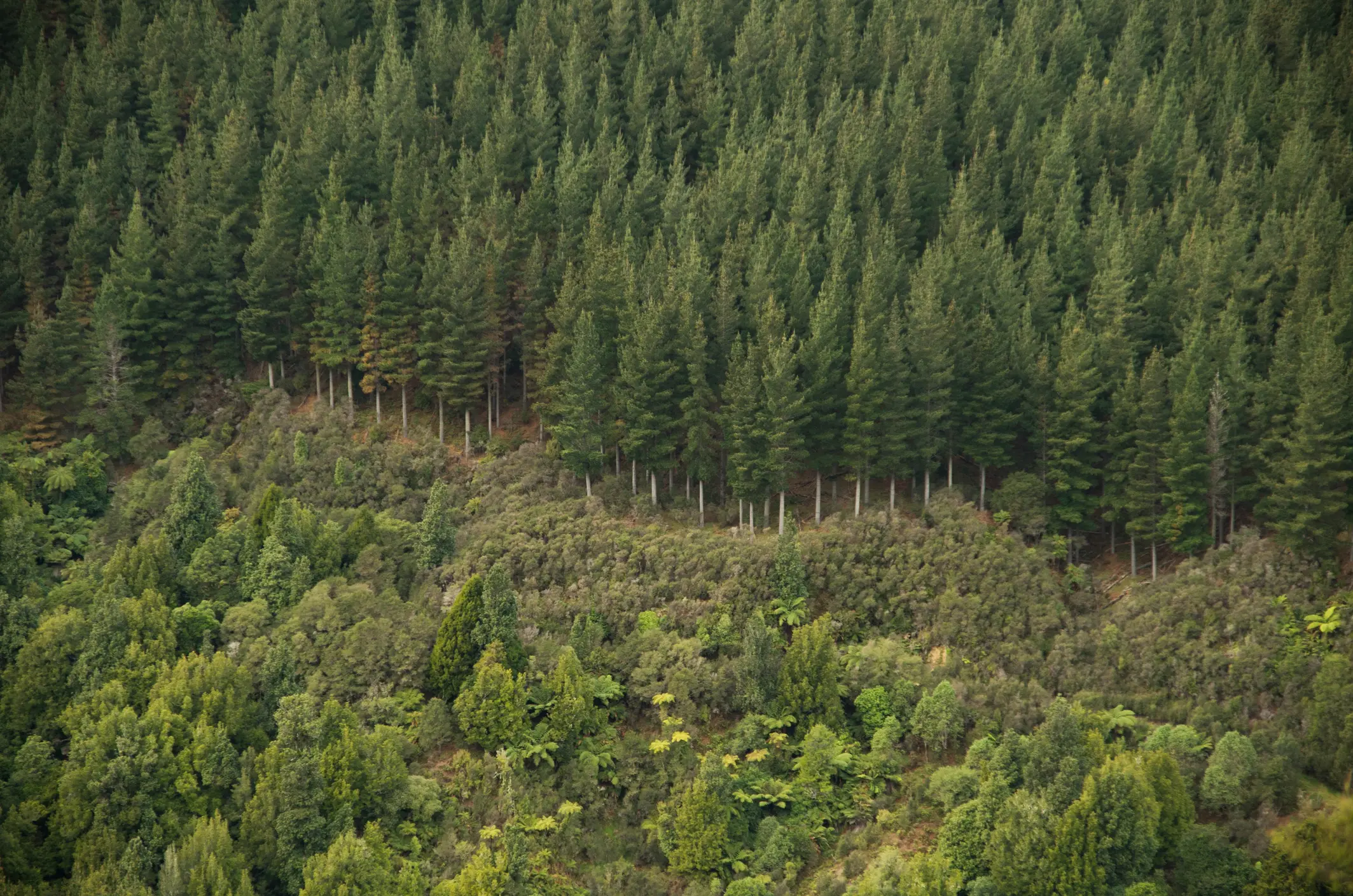 RESAWN_New Zealand Native Pine Forest