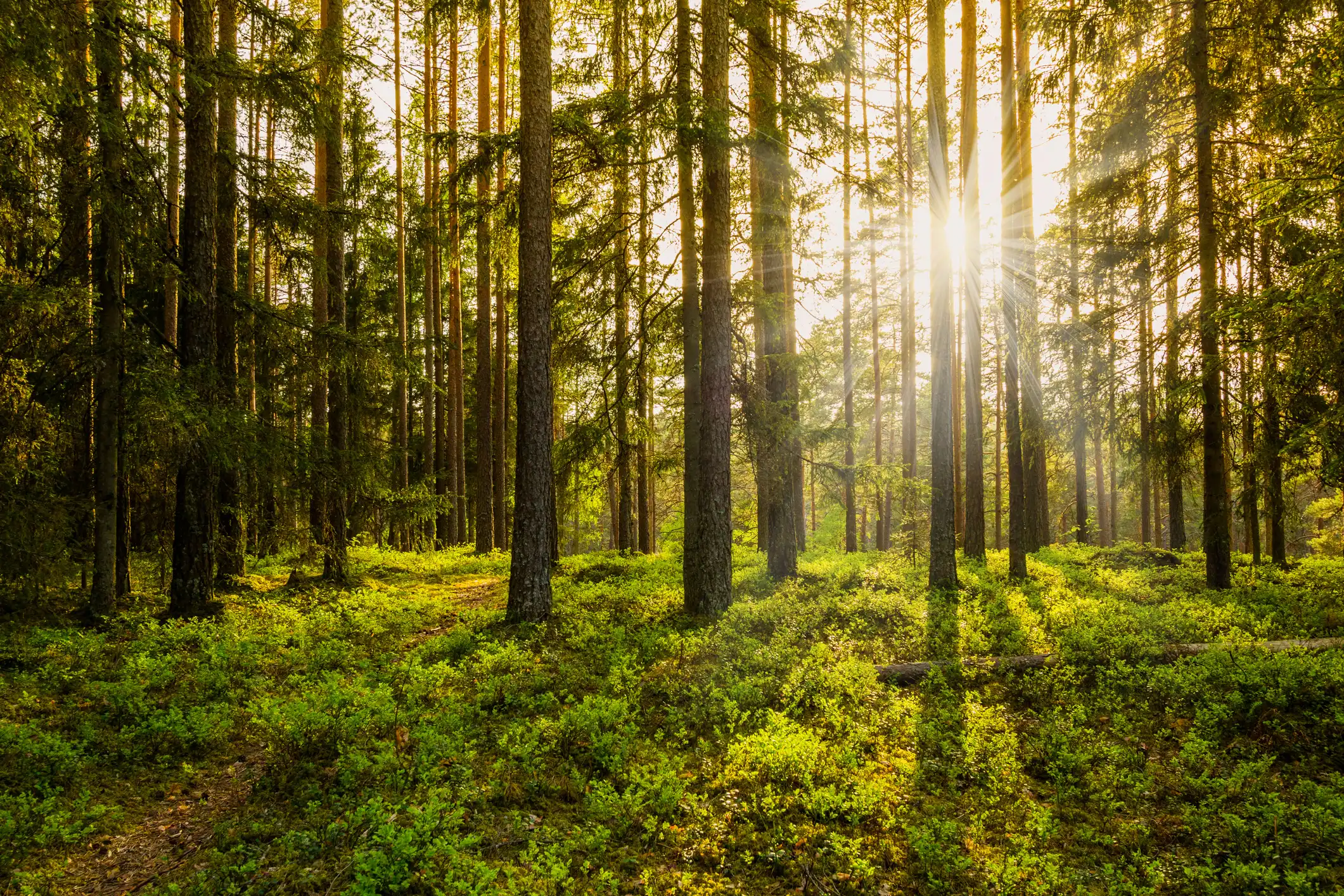Pine Forest_1
