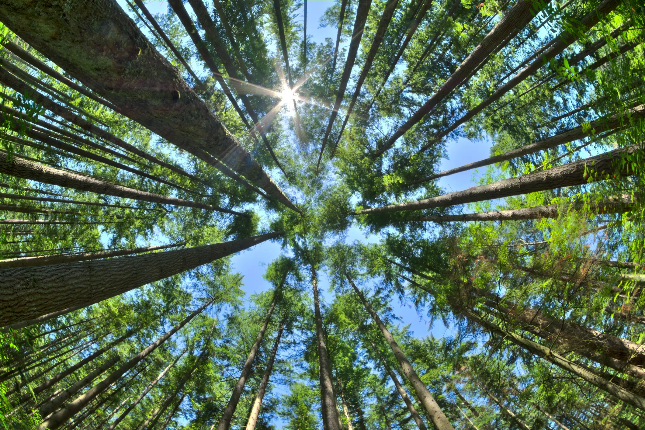 Pine Forest_2