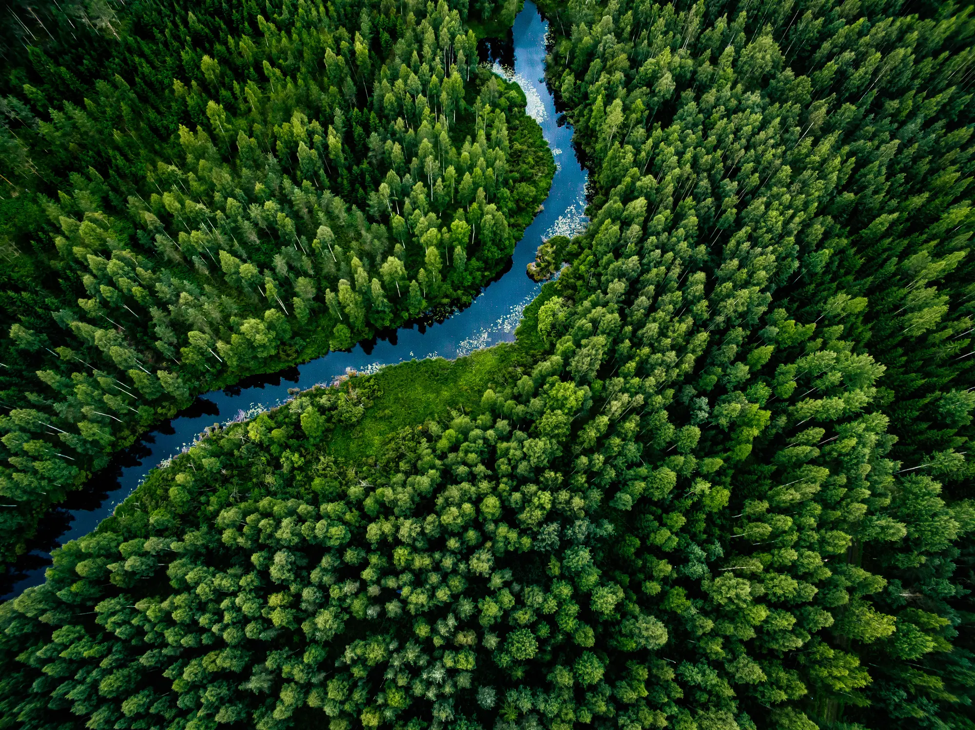 Pine Forest_3