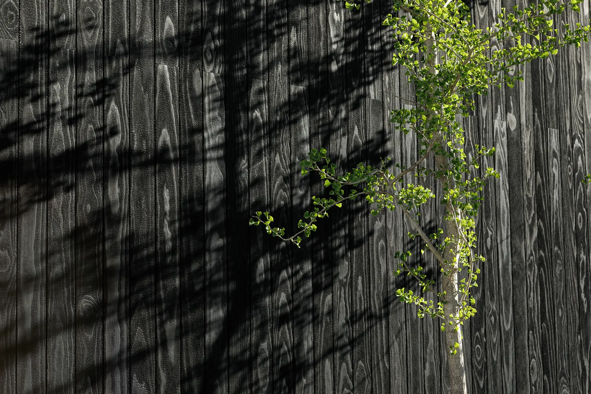 Vancouver Residence_RESAWN_KOS1