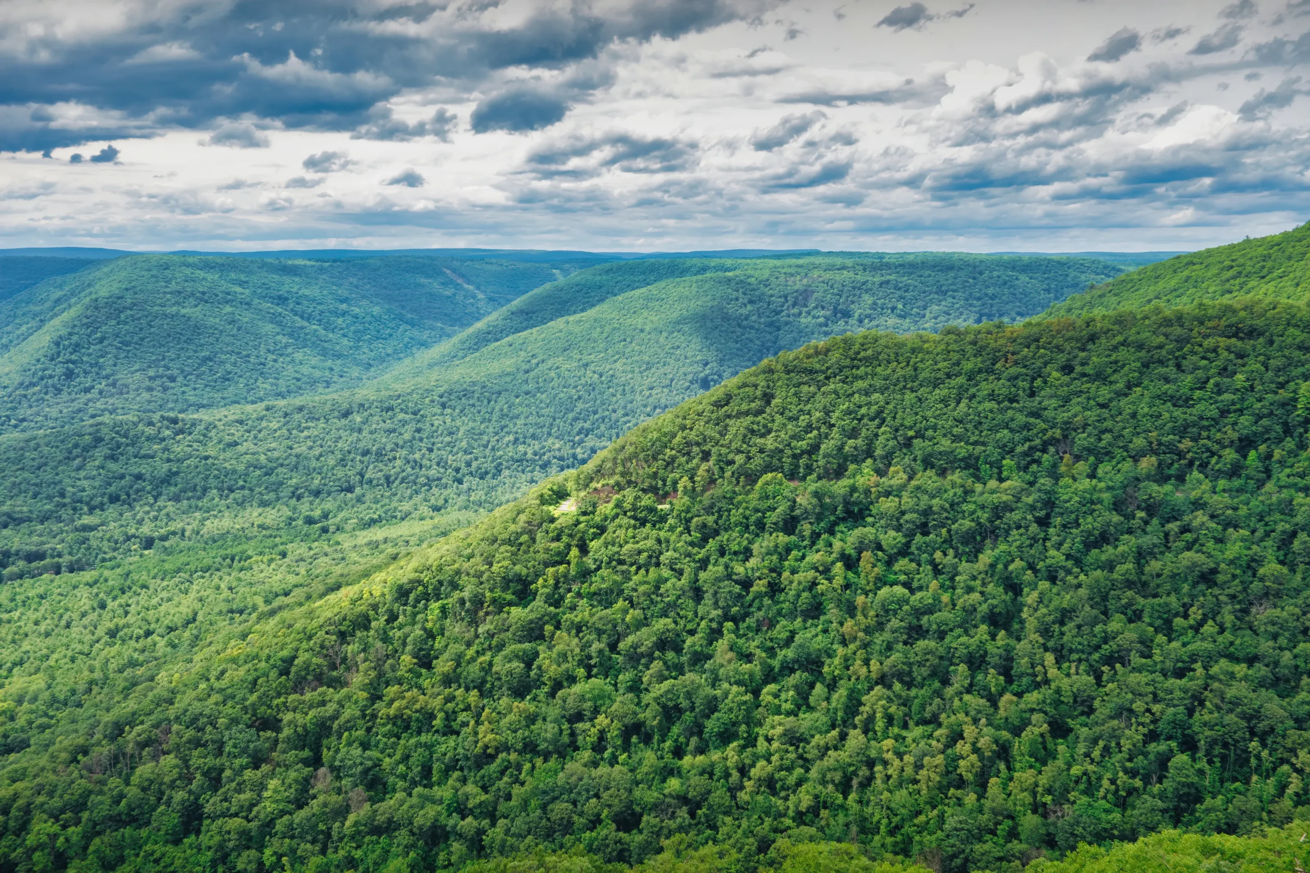 Sylva Forest 2